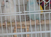 Breeding pair of parrotlets