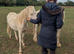 Stunning yearling gelding