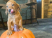 Fox red Labrador puppies