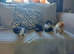 Beautiful fluffy kittens