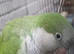 Loving Super tame green quaker