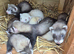 Hob and jill ferrets