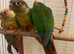 Conures babies semi-tamed