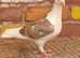 Saddle racing pigeons for sale