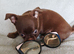 2, Tiny Stunningly Beautiful Chihuahua Boys