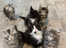 AMAZING TICA REGISTERED MAINE COON KITTENS