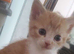 6 kitten ready for new home. N.IRELAND Co.down