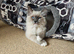 Male GCCF ragdoll 16 weeks