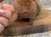 Pure bred teddy pig
