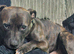 Roctet staffie