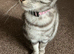 Beautiful Friendly Cat Looking For New Home