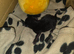 2 Black kittens