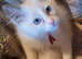 Champion bloodlines GCCF Registered Ragdoll kittens