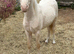 Prince - handsome pony looking for a home