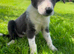 Beautiful sheep dog puppies for sale