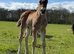 Big sweet natured section d colt to make 15.2hh+