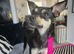 Rehoming my little girl