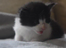 Maine coon kittens for sale