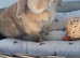 Pure bred show quality Mini lop does