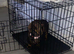 Rose Choclate Miniture dachshund for sale