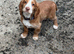 Cocker spaniel boy