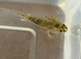Axolotl