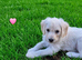 Labradoodle puppies for sale