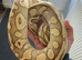 Pastel lesser BP