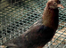 2 young Archangel pigeons