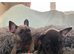 Meet our gorgeous female French bulldogs