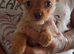 Chorkie boy pup