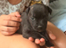 3 boy puppy Staffie