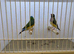 Pair of Gouldian Finches For Sale