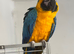 Blue and Gold Macaw