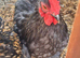 Pekin cockerel