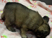 Fluffy French bulldog