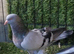 Turkish pigeons