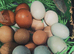Day old chicks for sale