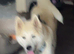 8 month old Japanese Akita