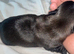 SHIH TZU PUPPIES LOOKING FOR LOVING HOMES