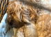 Cockapoo puppies