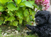 Beautiful Toy Poodle both males only one little boy left one has been reserved