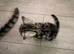 3 beautiful kittens