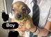 Dachshund cross jack russell puppies