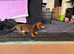 Miniature dachshund
