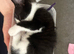 2 kittens for sale