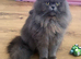 Health tested Persian boy cat