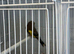 2026 BBC Rung Young Male Goldfinches