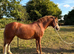 PERFECT COMPANION PONY