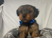 Must s@@ 2 absolutely beautiful Yorkshire terrier pups
